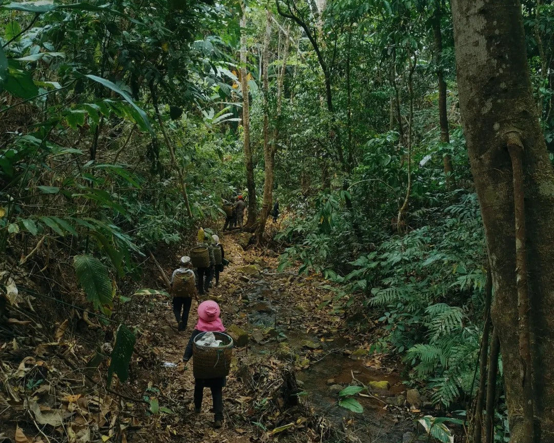 Why puerh tea is called “the final destination of the tea journey”?