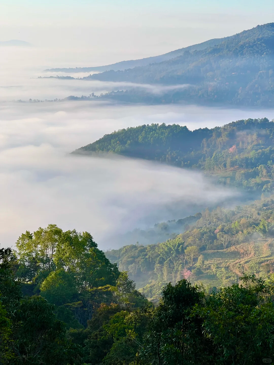 Exploring Puerh Tea Regions and Famous Mountains